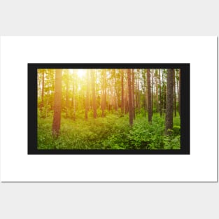 Green forest panorama and shining sun Posters and Art